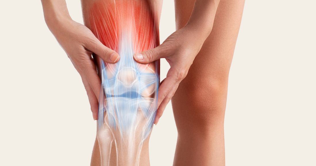 Close-up of a person’s knee being gently held by both hands, overlaid with a color-coded anatomical illustration of the knee’s muscles, tendons, and ligaments.